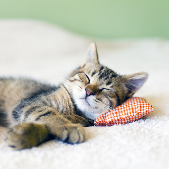 Versicherungen für Katzen Versicherungen für Katzen