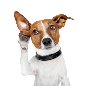 Versicherungen für Hunde Versicherungen für Hunde